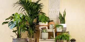 Indoor Plants for All Seasons: Beautiful Indoor Plants